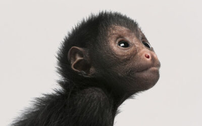 #Monkey First: Googles Innovations-Technik